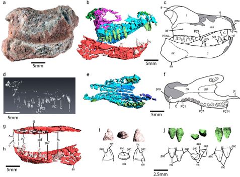 Cynodont