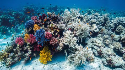 Korallenbleiche 16zu9