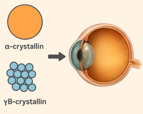 Augenlinsenproteine angepasst