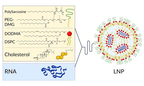 Schematisches Lipid-Nanopartikel mit mRNA 