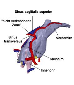 Dictodon-deutsch