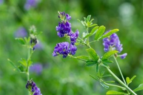 LinsenProteine Pflanze