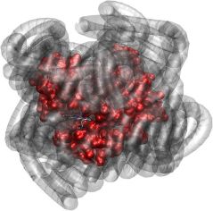 Myoglobin