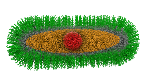 Nanorods: Schematischer Aufbau