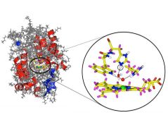 Molekülstruktur Cytochrom-c-Peroxidase