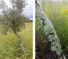 Tree and lichen