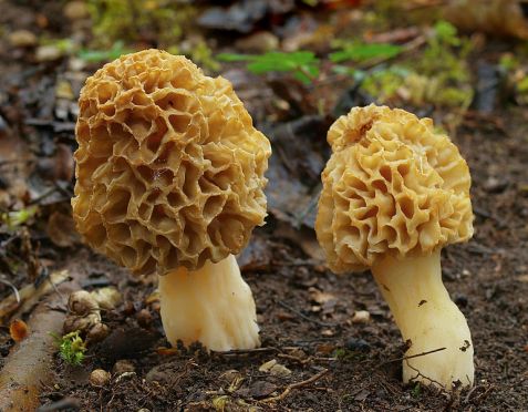 Morchella esculata