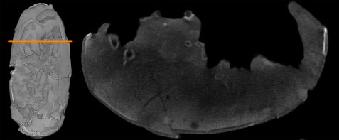 Tomography Dino Eggs Antares