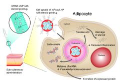 Schematische Darstellung der Verabreichung eines mRNA-Therapeutikums 