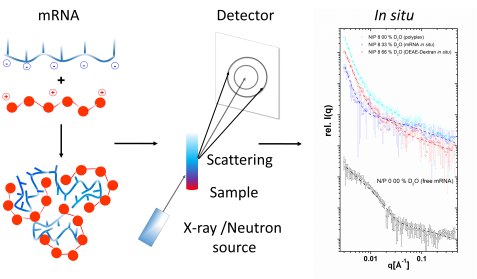 Results of the mRNA