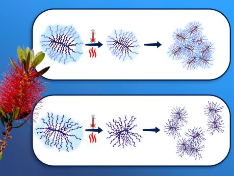 bottle brush polymers