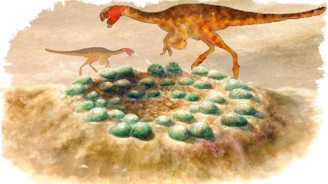 Reconstruction oviraptors