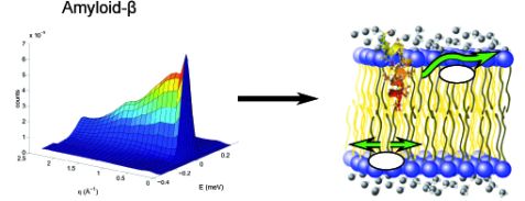 Amyloid β induced changes in lipid dynamics