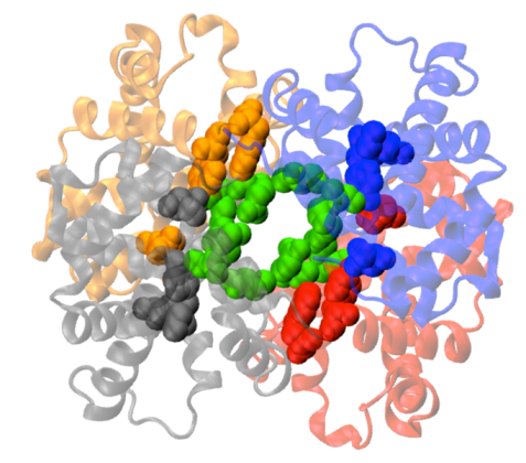 chicken hemoglobin