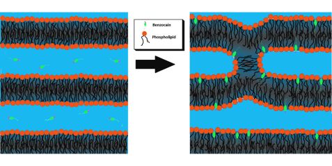 cell-membrane