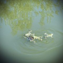 Refreshing Water