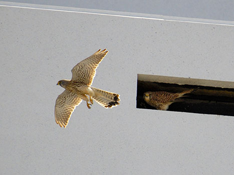 Aus dem Ei gepellt: Endlich Nachwuchs bei den Forschungs-Falken