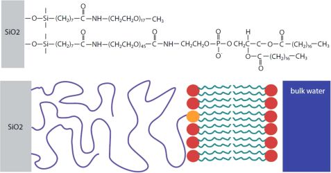 lipids polymer