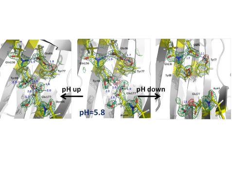 fig1: Illuminating the function of a biofuels enzyme  with neutrons