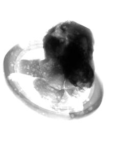 Prophetenkopf untersucht mit ANTARES