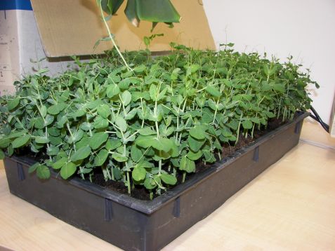 Pea plants