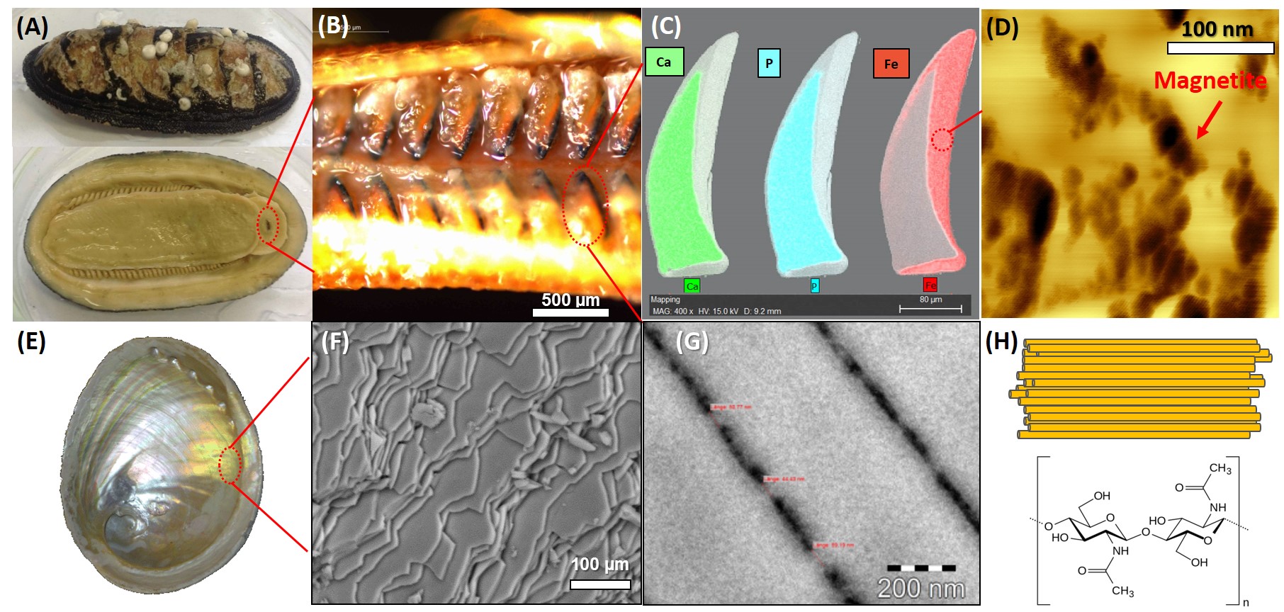 Fig2: Biomimetic multifunctional magnetite/gel composites