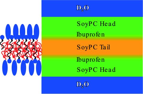 fig2: Influence of Ibuprofen on phospholipid layers